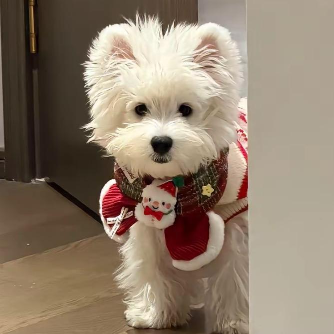 元元_lars🍔（见过兴³弘²版