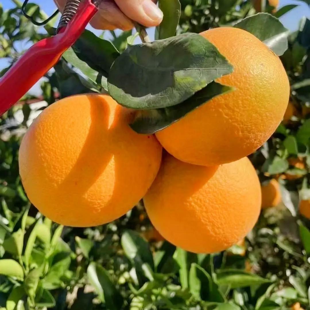 赣南稀土脐橙自家果园