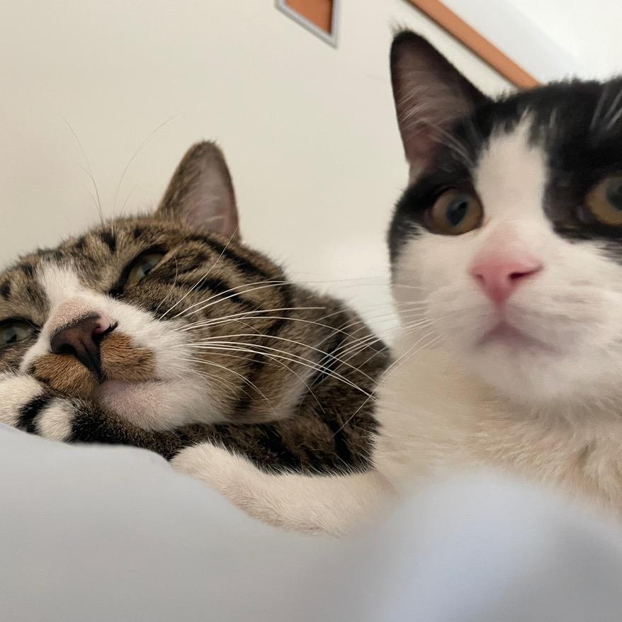 三小只🐱🐶