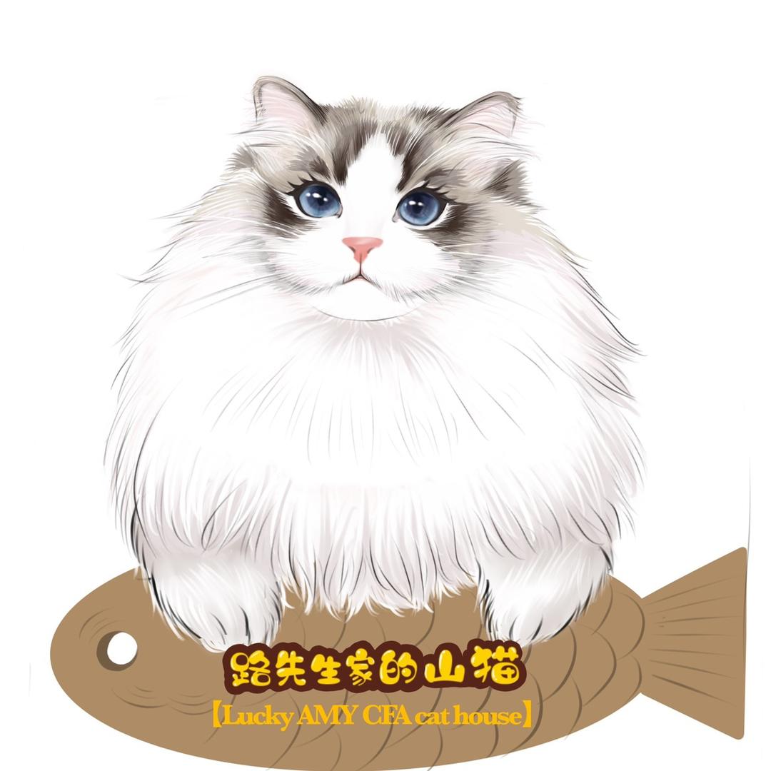 路先生山猫布偶猫舍