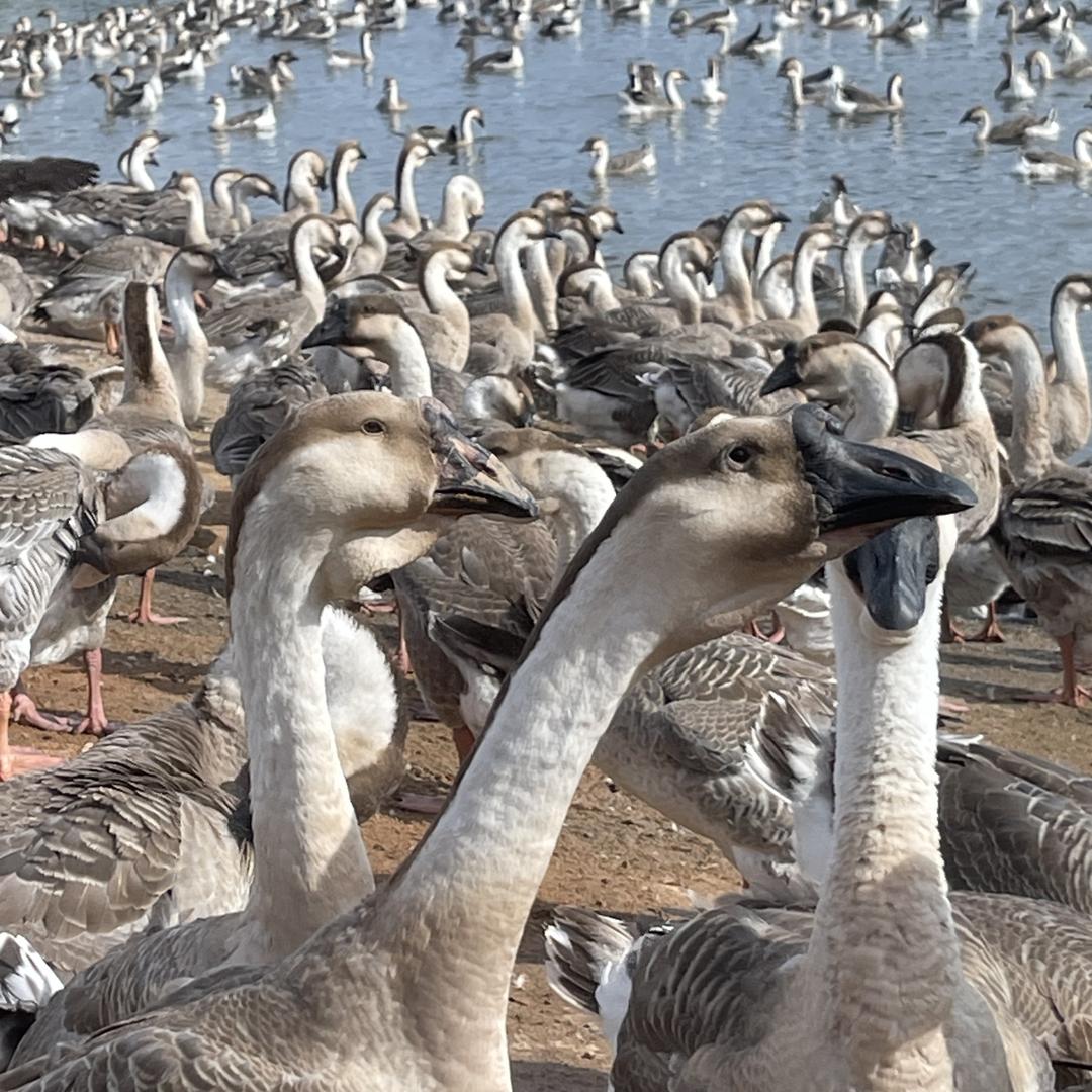雷州半岛阿伦生鲜
