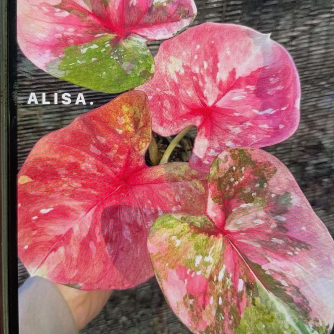 植得遇见绿植园艺