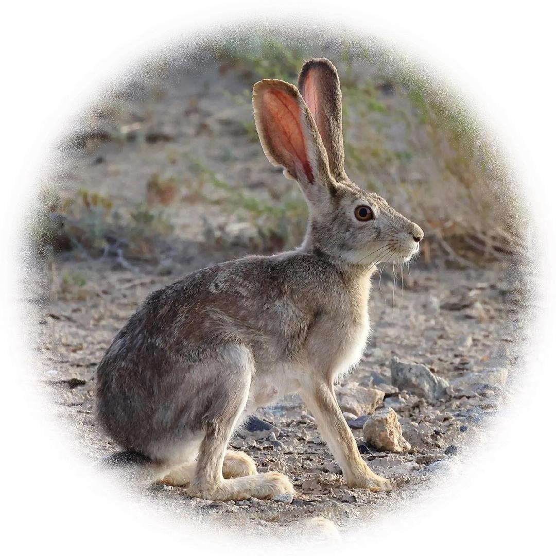 户外🐰子大师