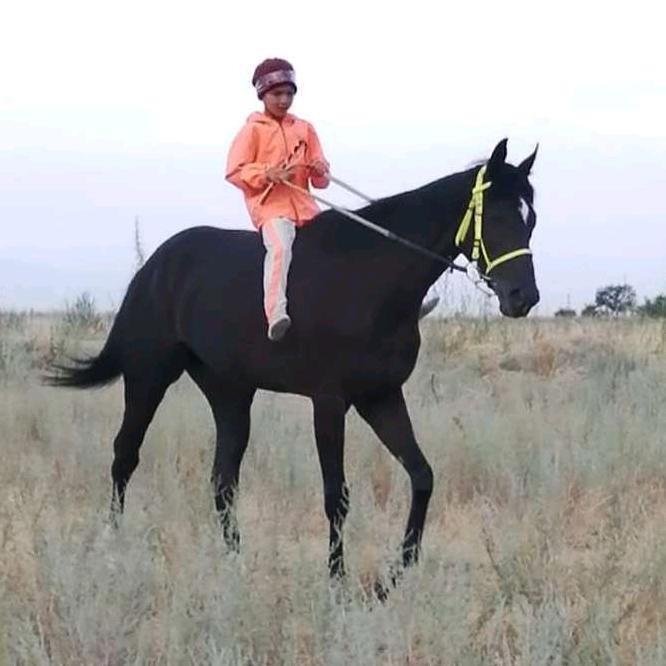 🏇arhemake🏇