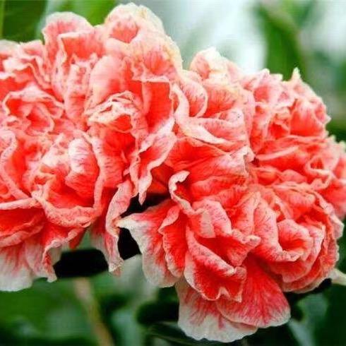 芊朵花卉