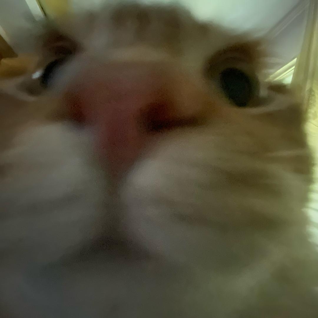 胖虎是只猫