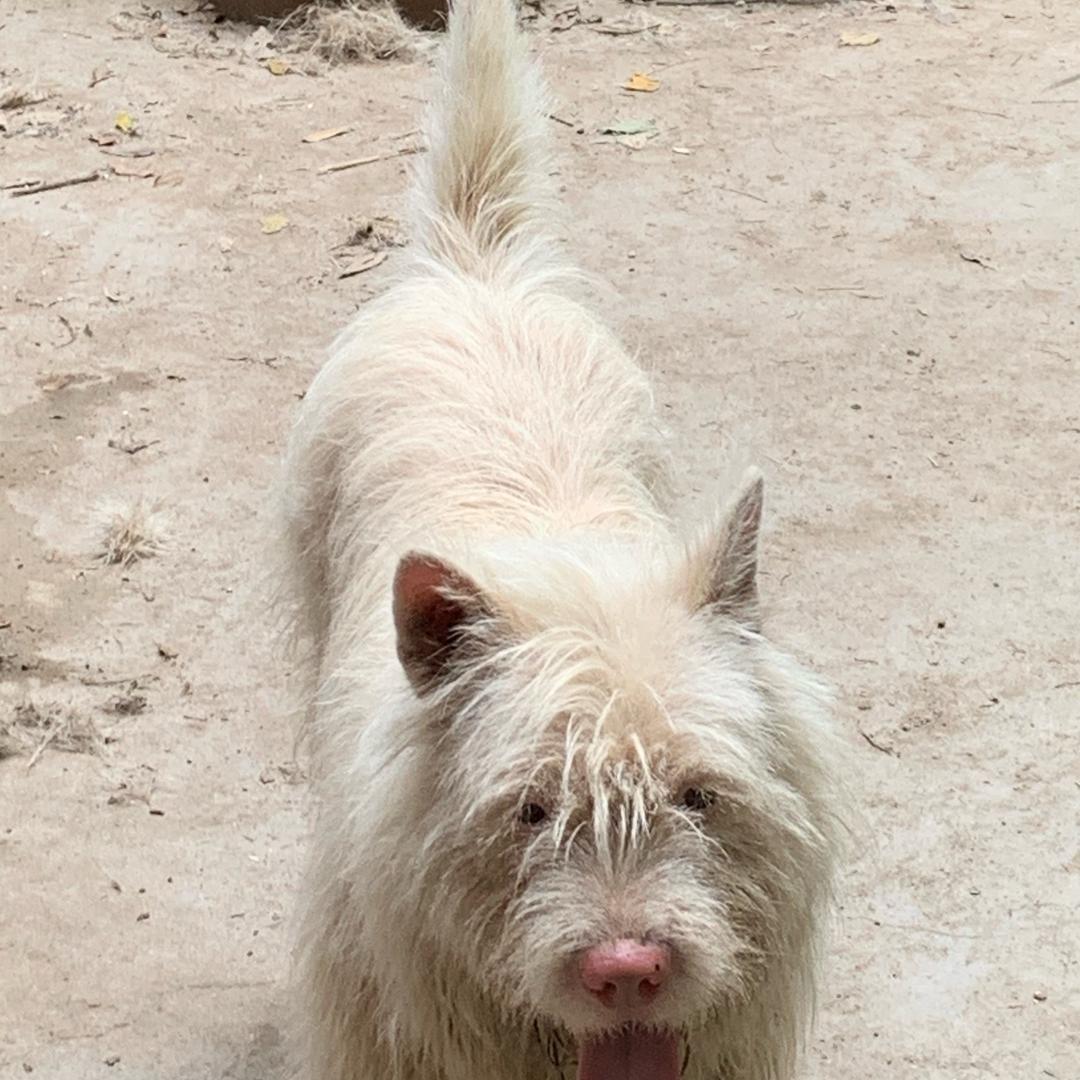 箭踮山猎犬88888