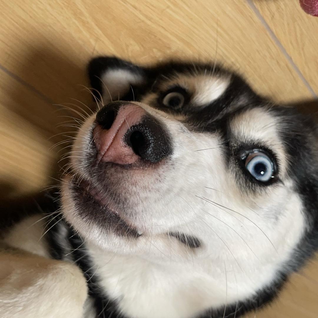 颜公子旭🎈‍🔥🎈🐼🐼