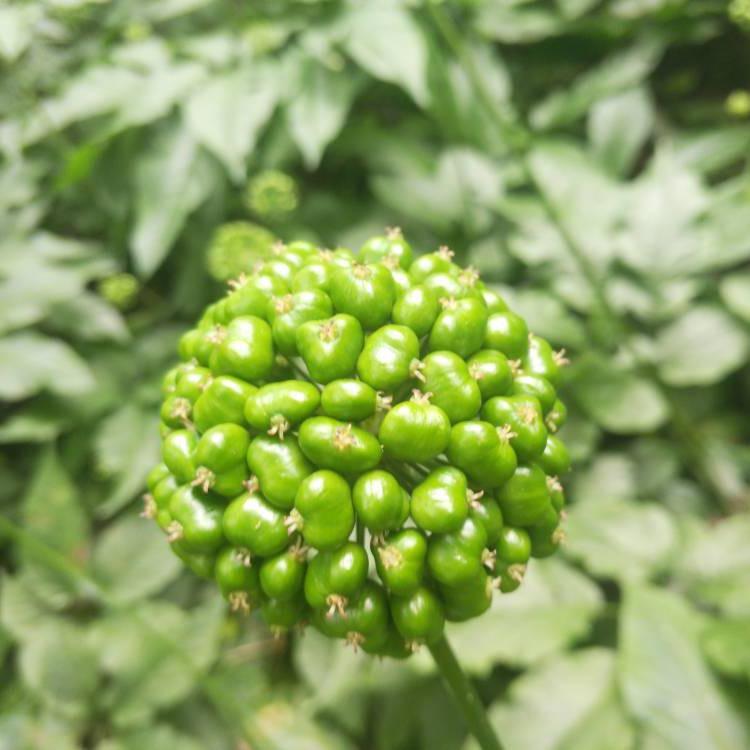 滇灵种植基地