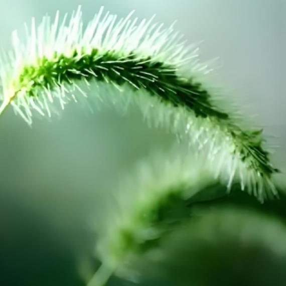 野草盒子