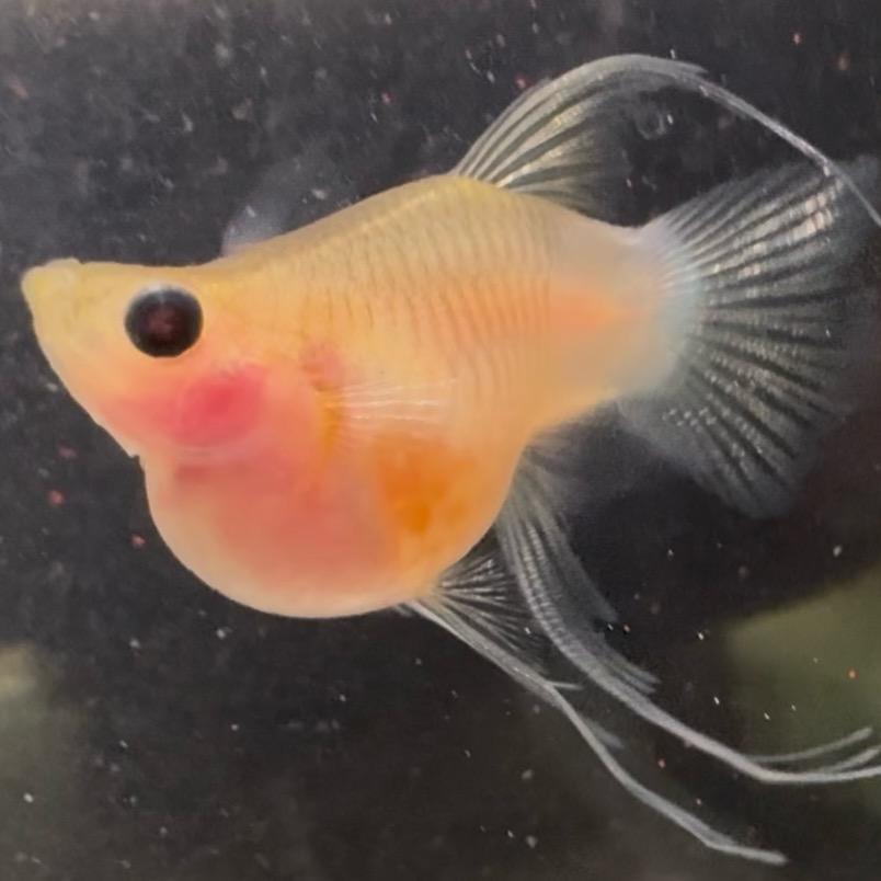 可遇的小鱼（玻璃猫版）