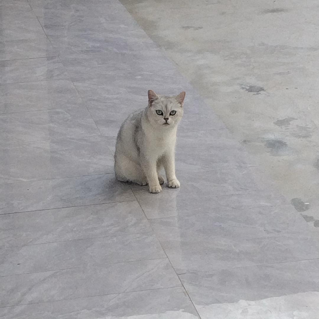 憨憨雅