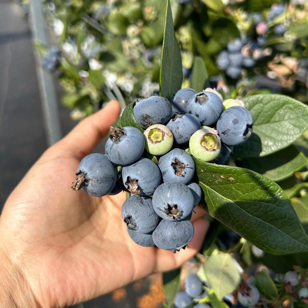 一颗大蓝莓