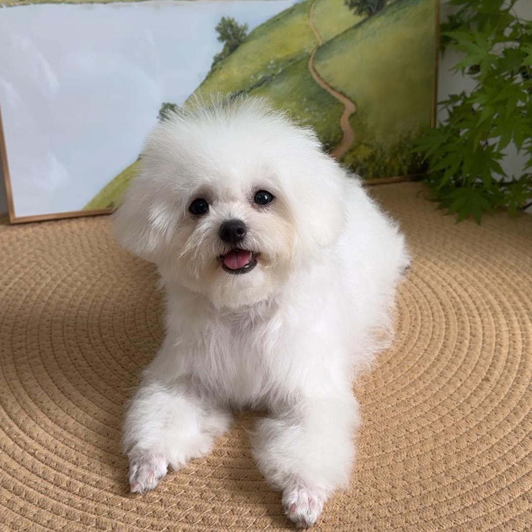 糖宝是只小比熊