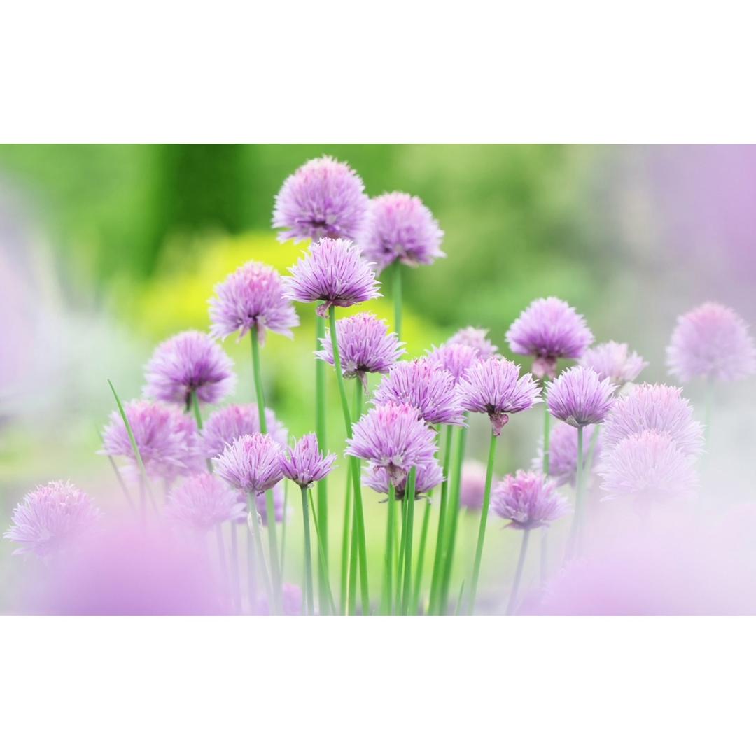 惜芬芳