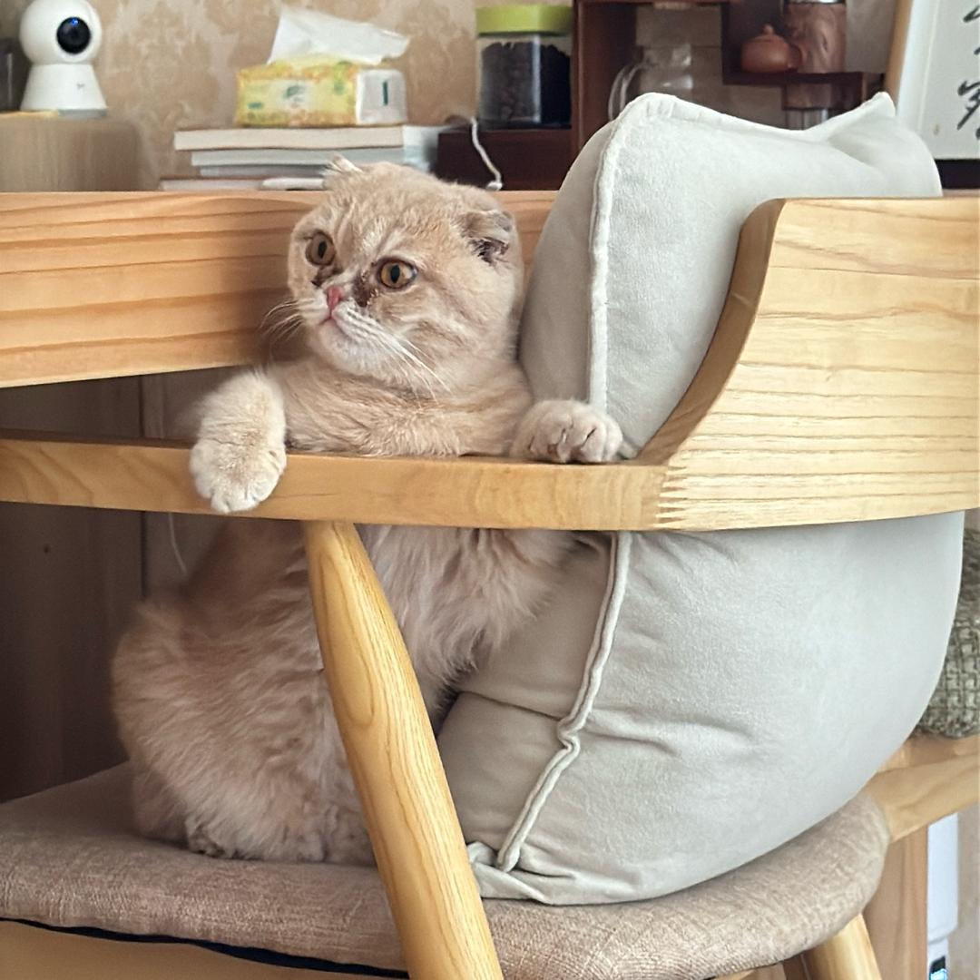 if 瑜伽老师and猫