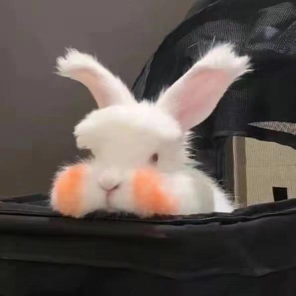 🐰昆晴与