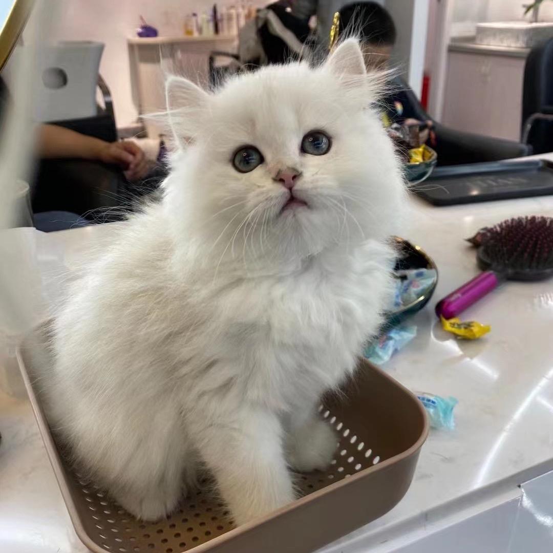 一只球🐱（1号首播）