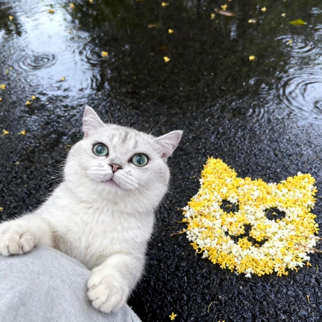 猫猫叫暖暖