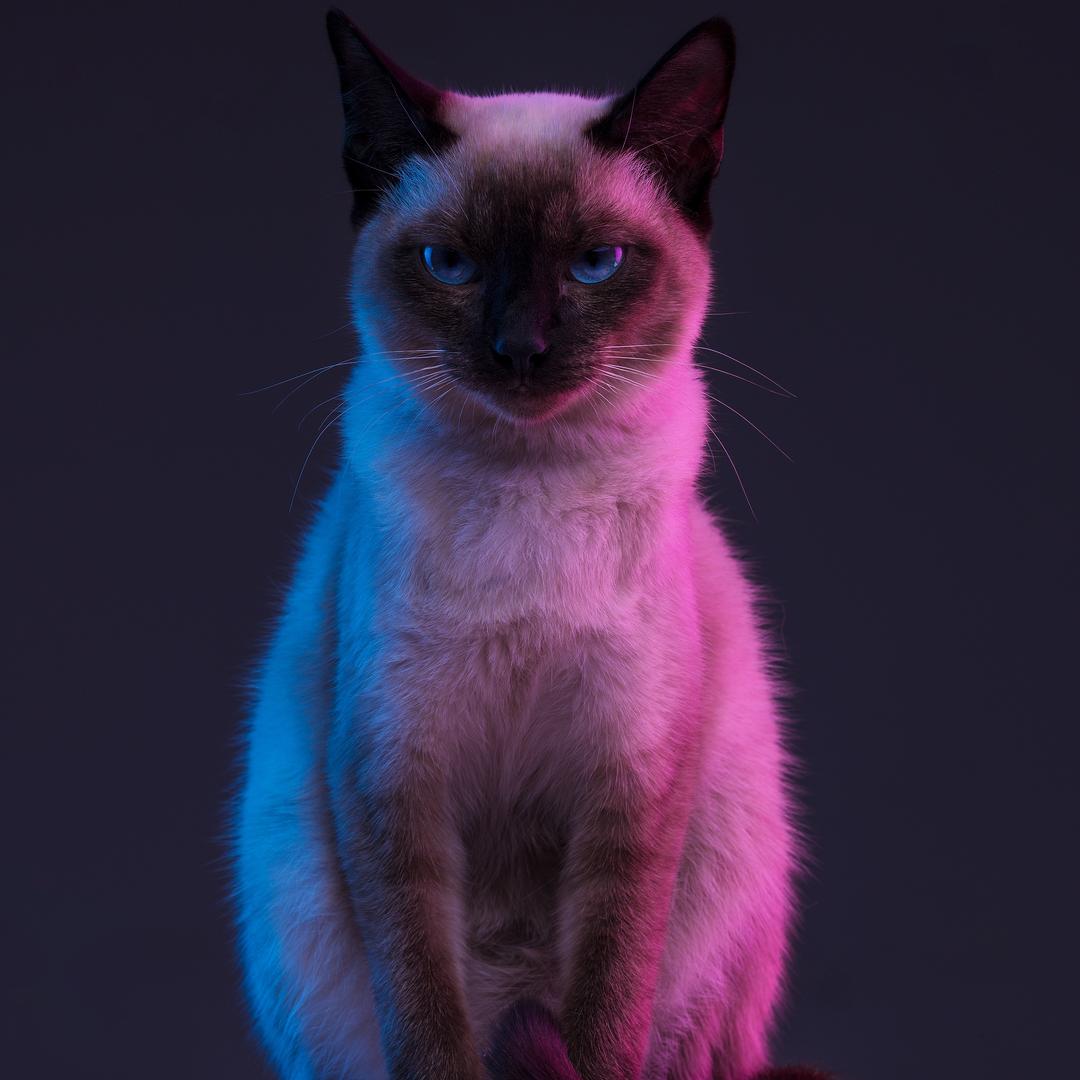 按快门的猫（招学员）