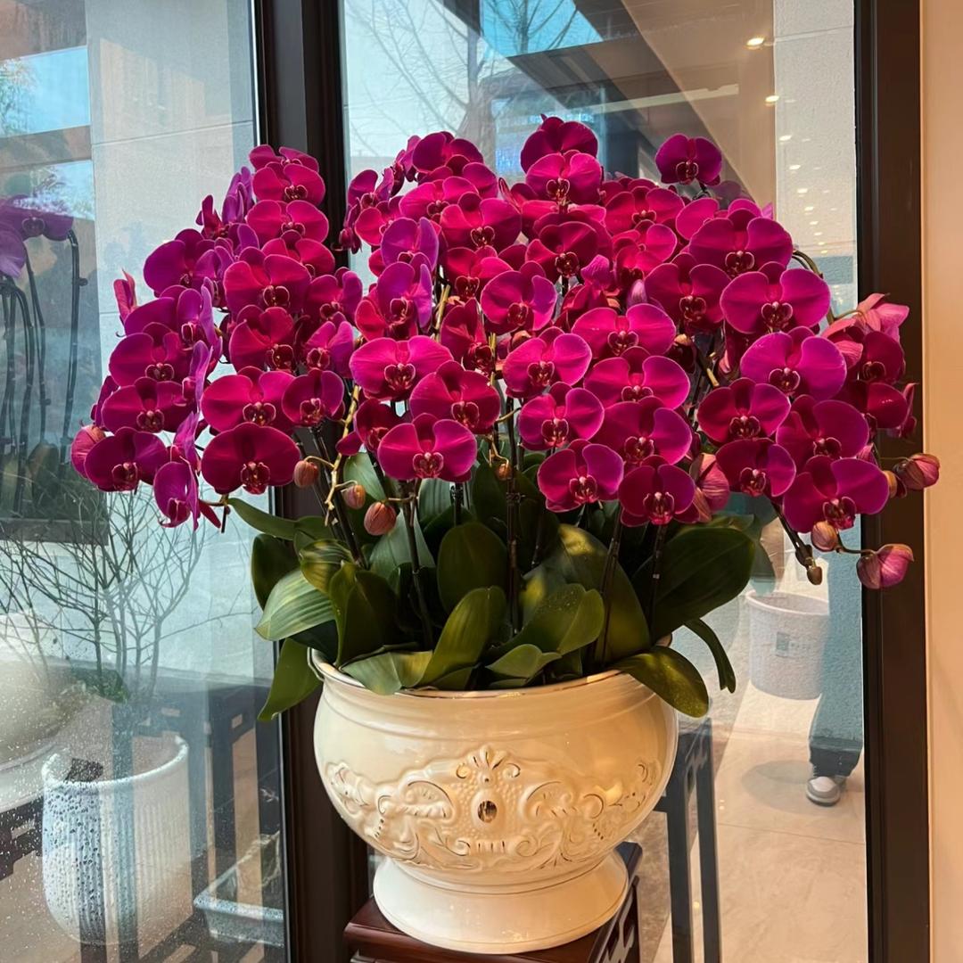 花禧园艺蝴蝶兰