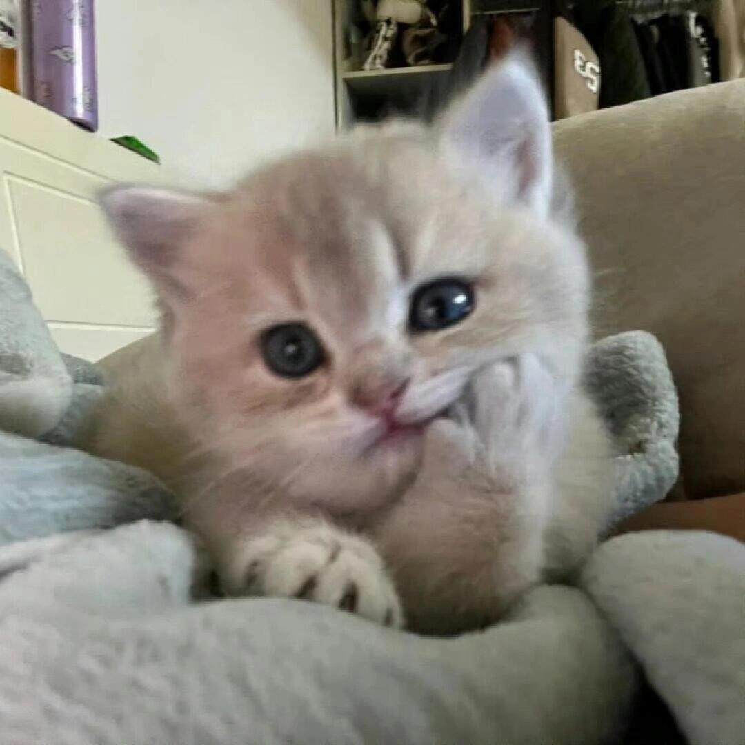 风息鸢尾^🤍