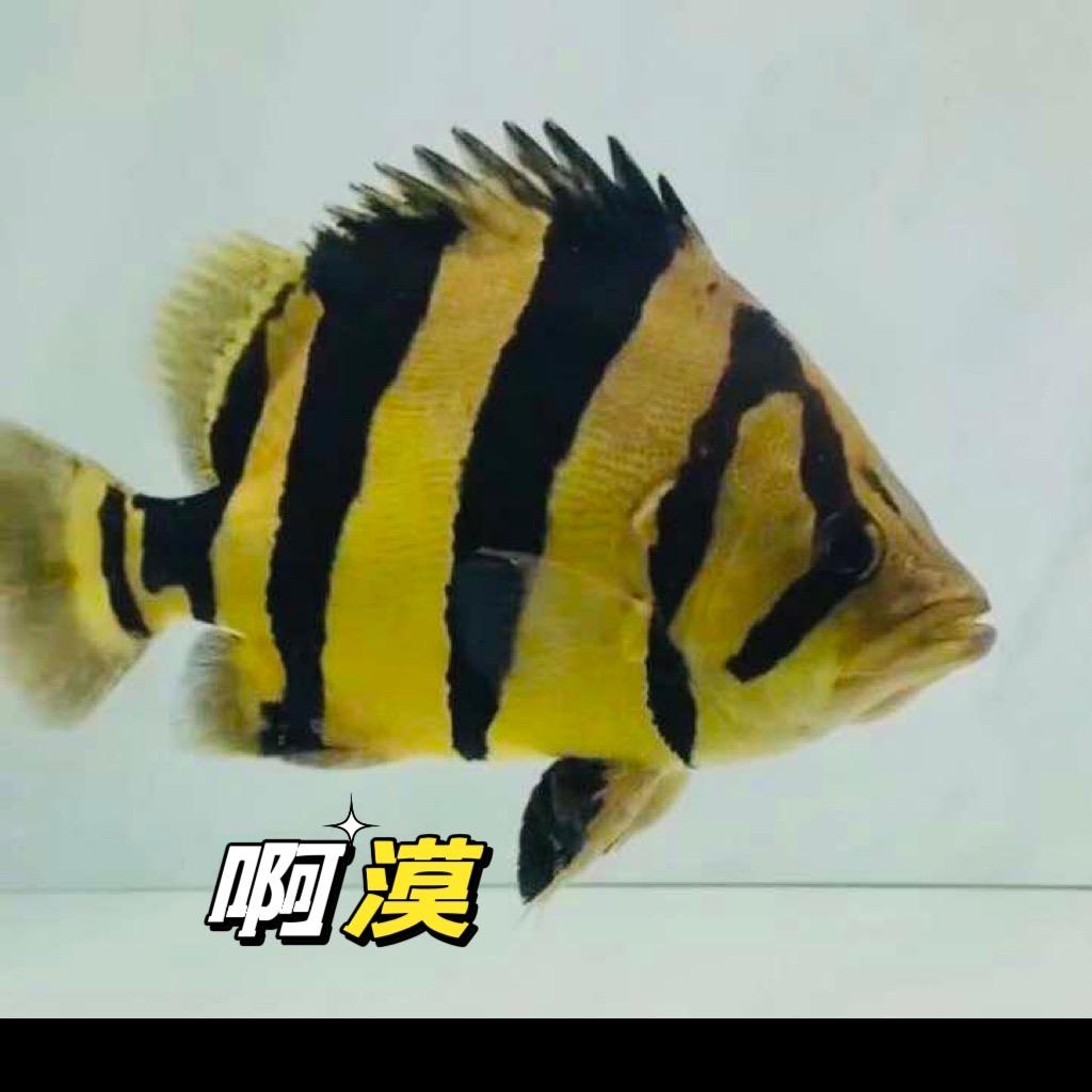 汕头虎鱼阿漠