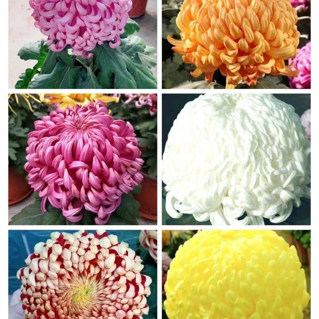 檀选花卉绿植种子