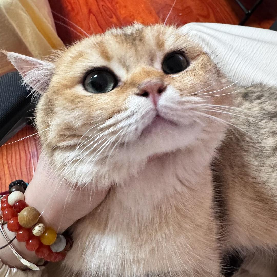 yaoki