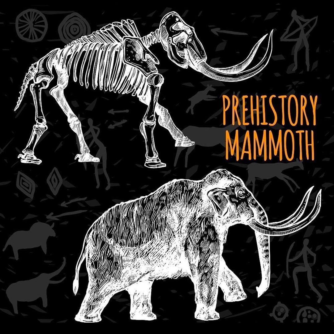 猛犸盛夏子账号