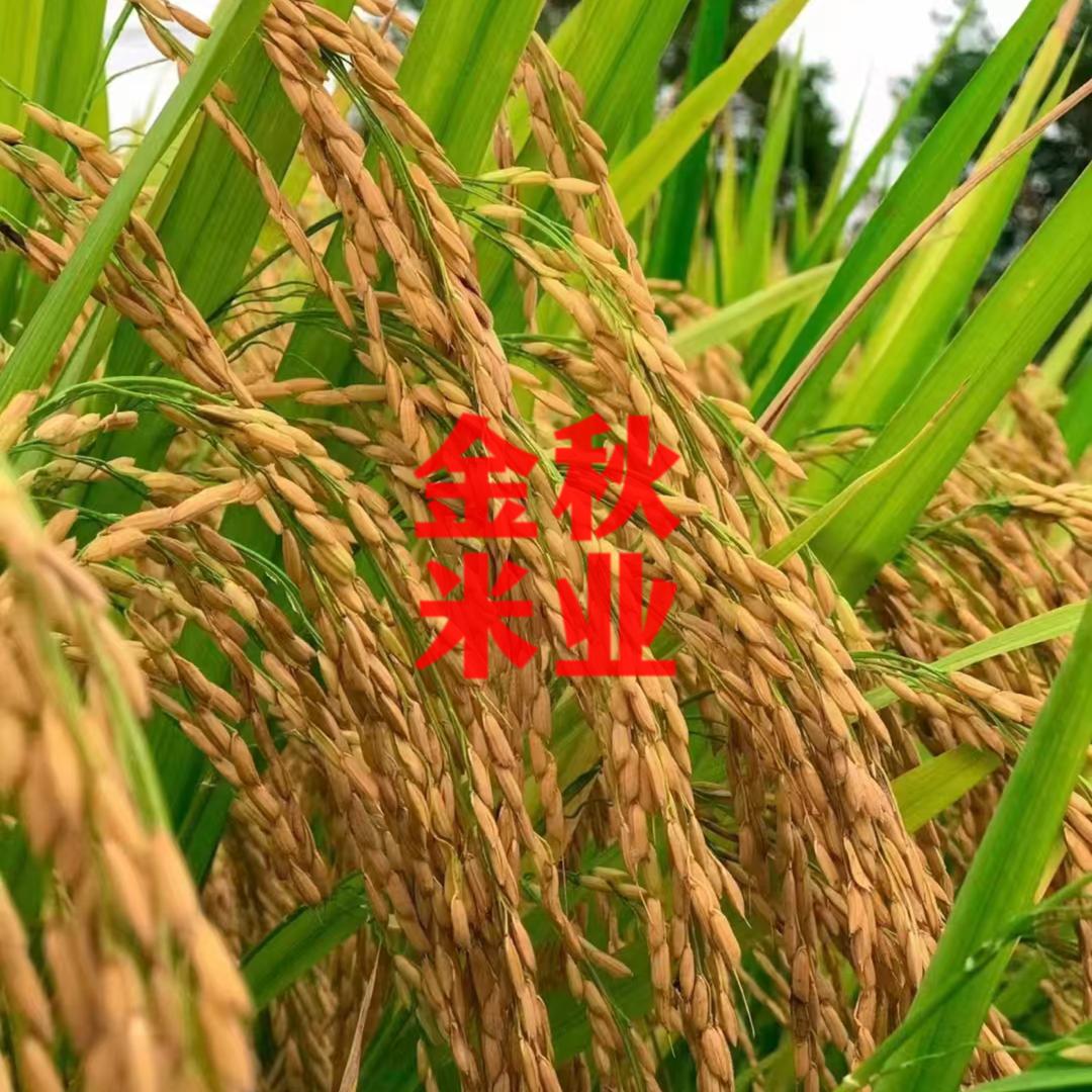 金秋米业