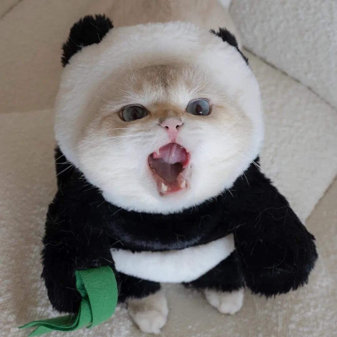 快乐的两百斤胖嘟嘟🥕