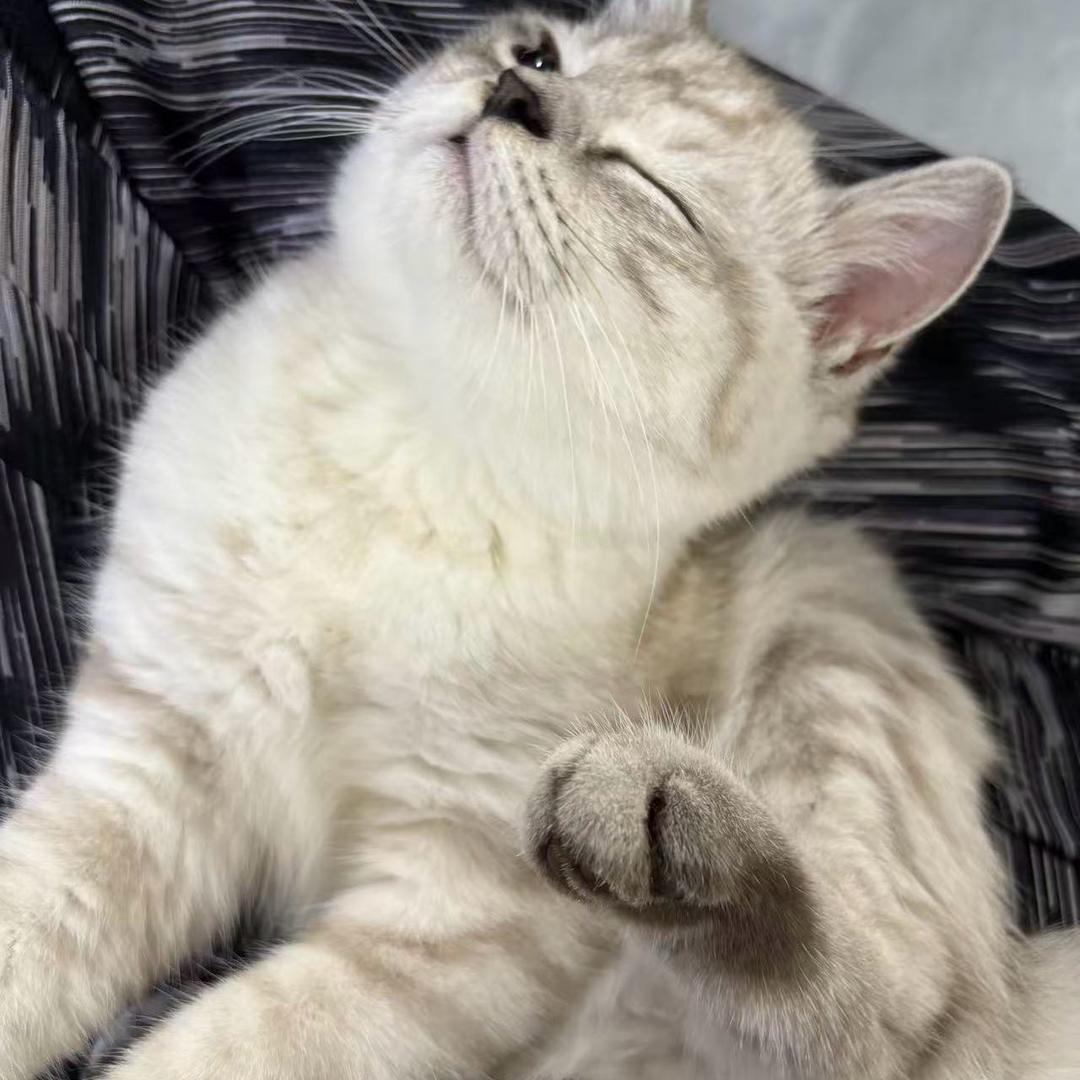ᥫᩣ脾气ᵇᵘ好