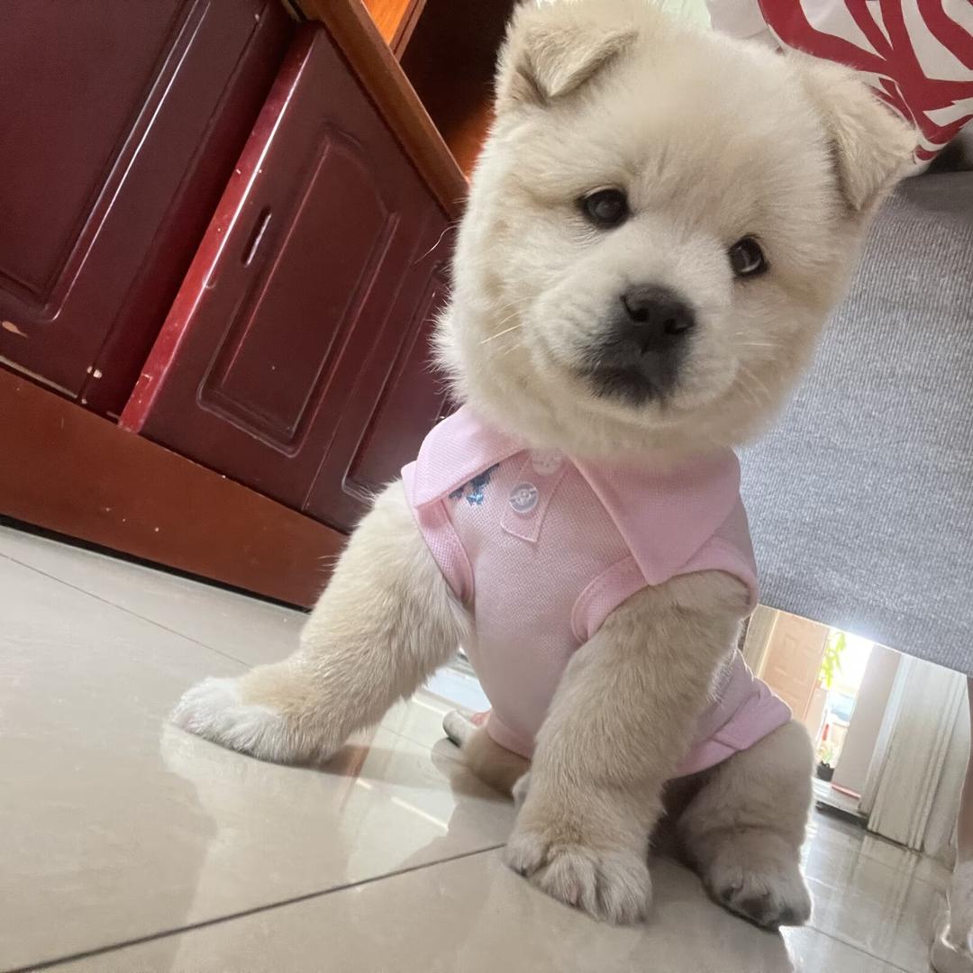 一只肉丸