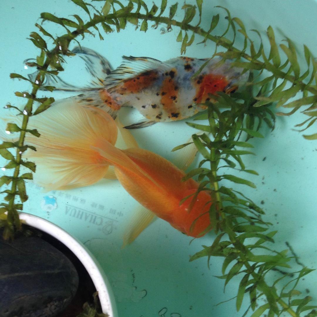 小燕