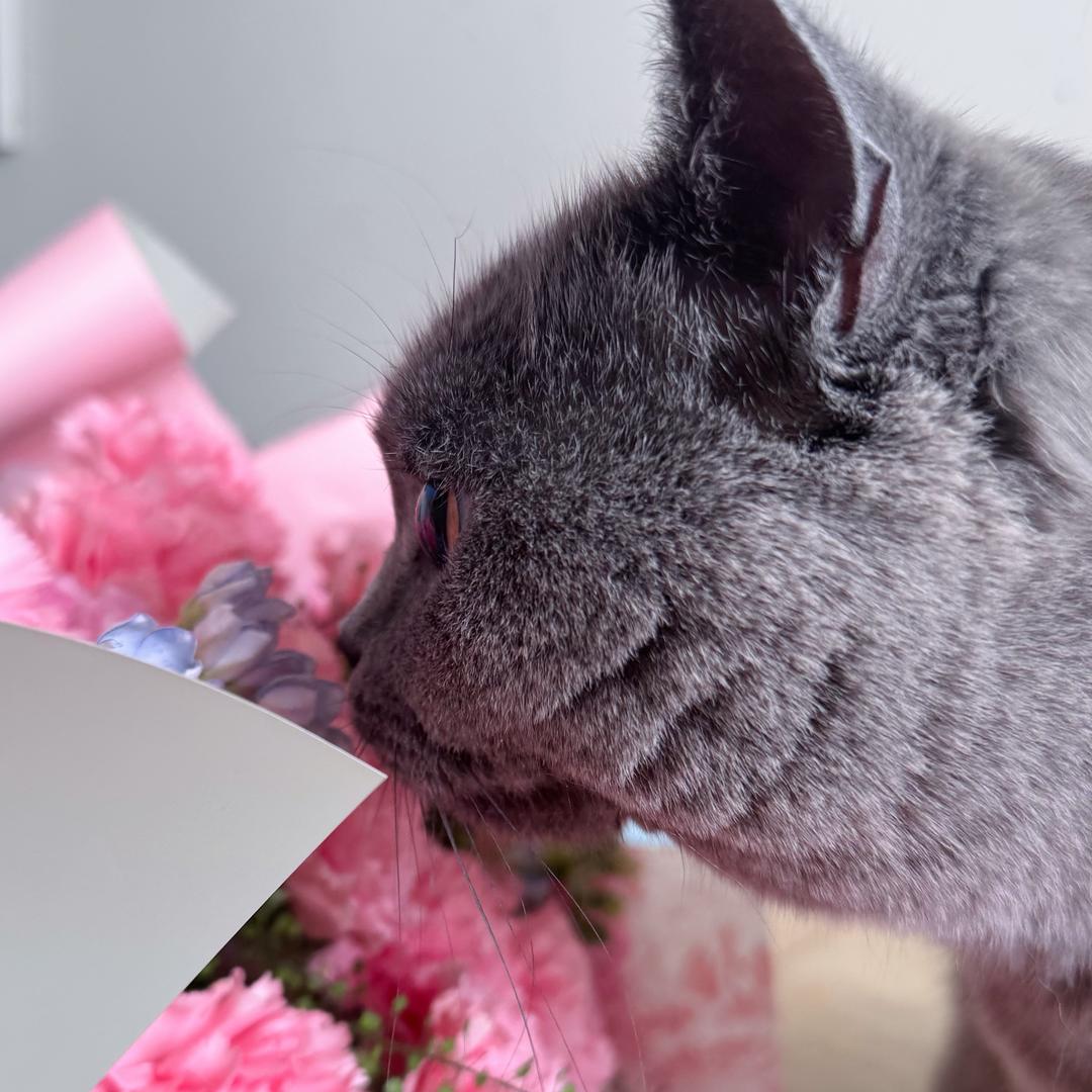 莫南💕🐈‍⬛