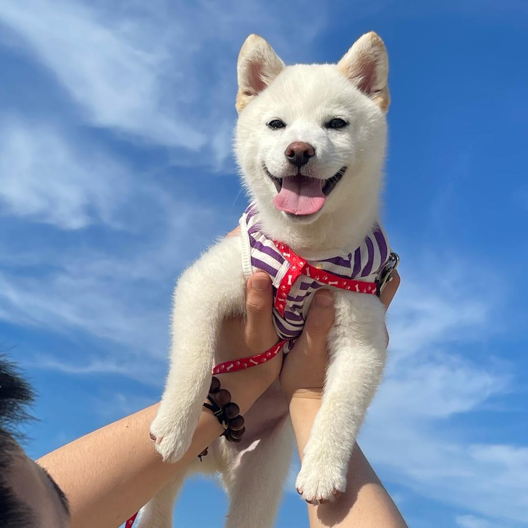 旺仔是个犟憨