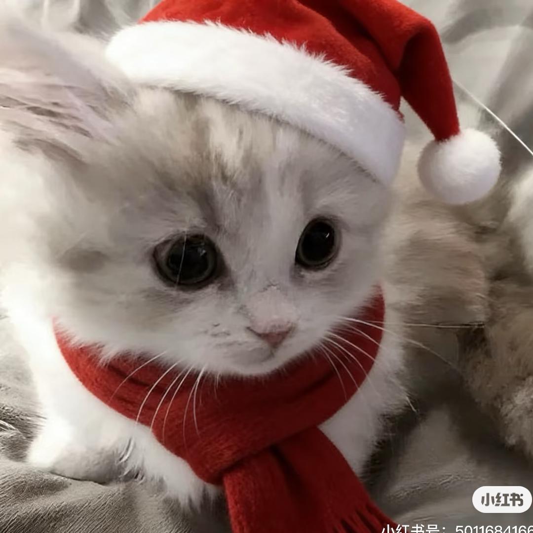 悲伤の小猫