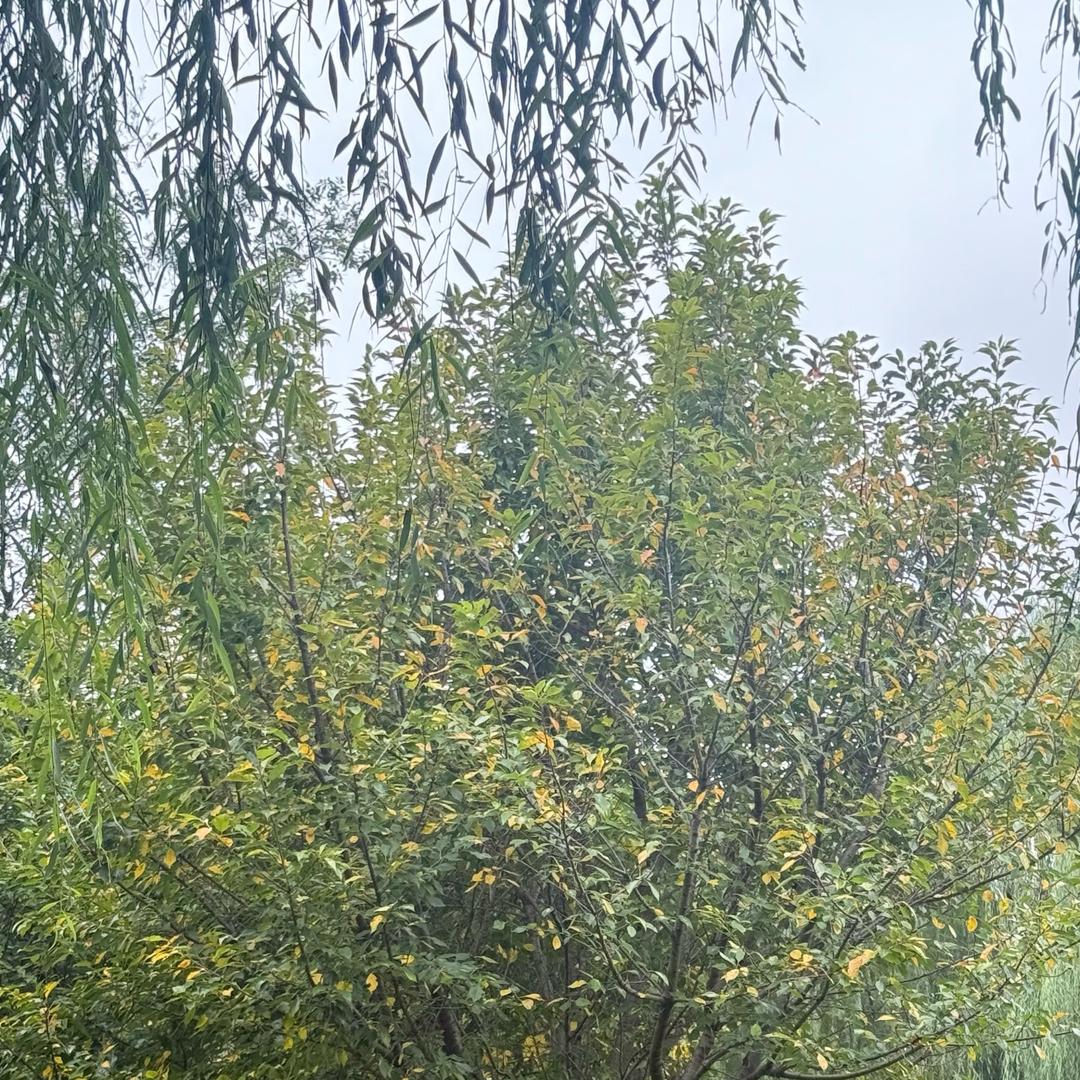 丸子宝宝