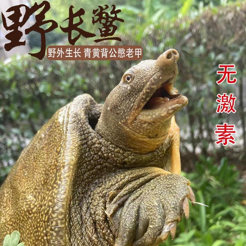 甲鱼小乖乖🐢
