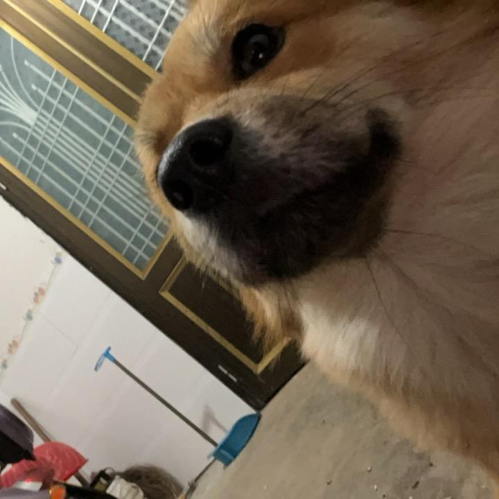 橄榄枝
