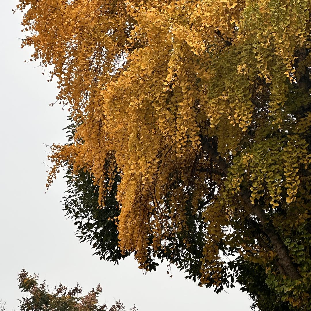 小小黑同学