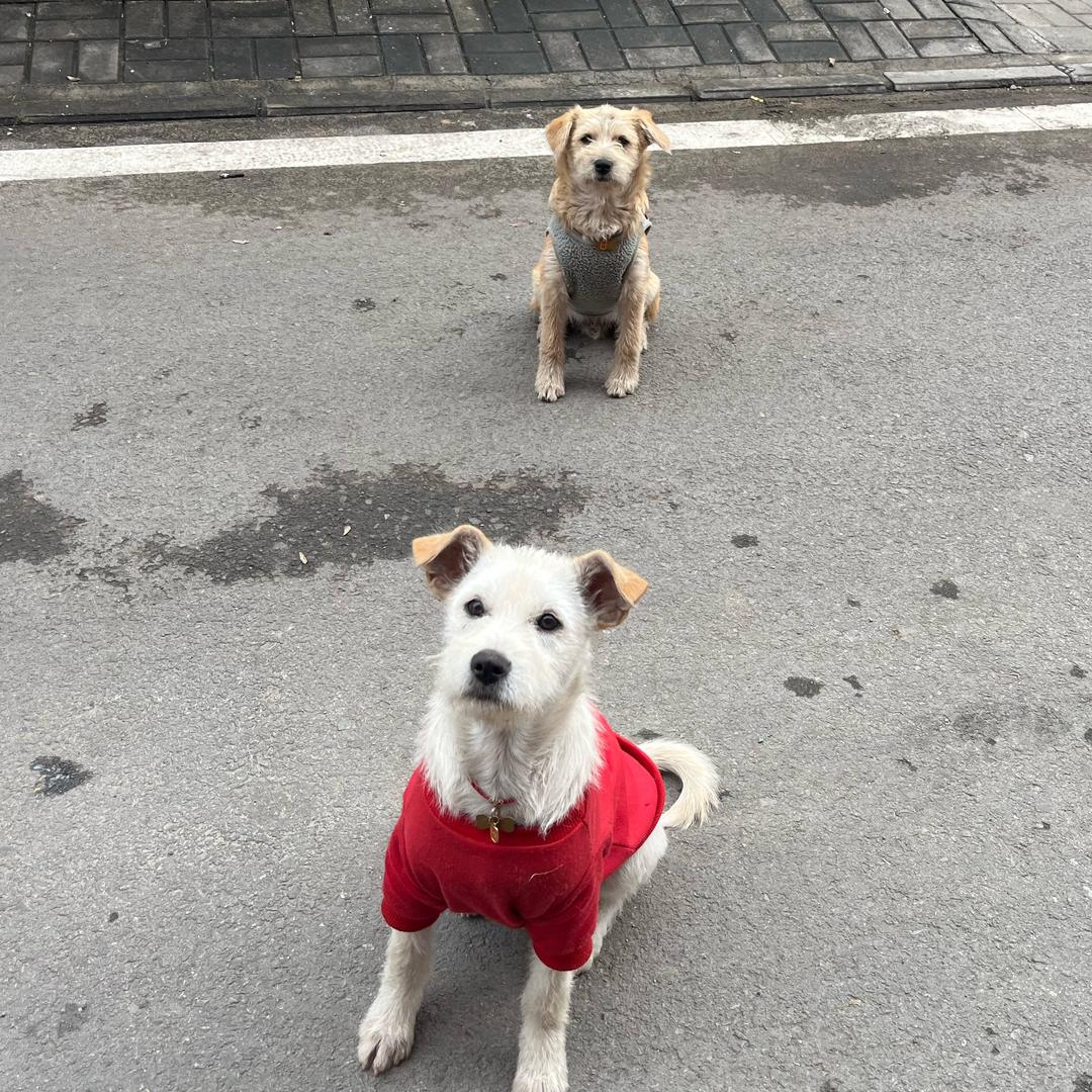 睿睿（rui）❤️巨无霸