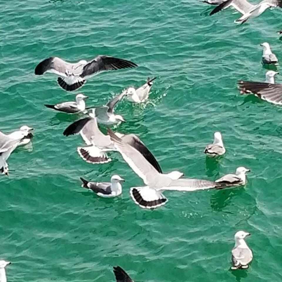 老丽
