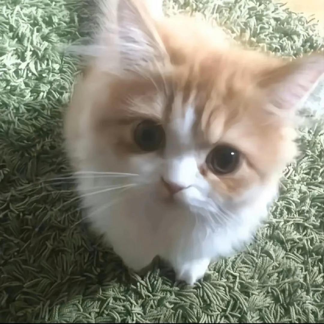 小弄