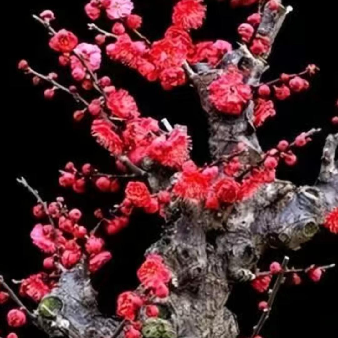 人生如花