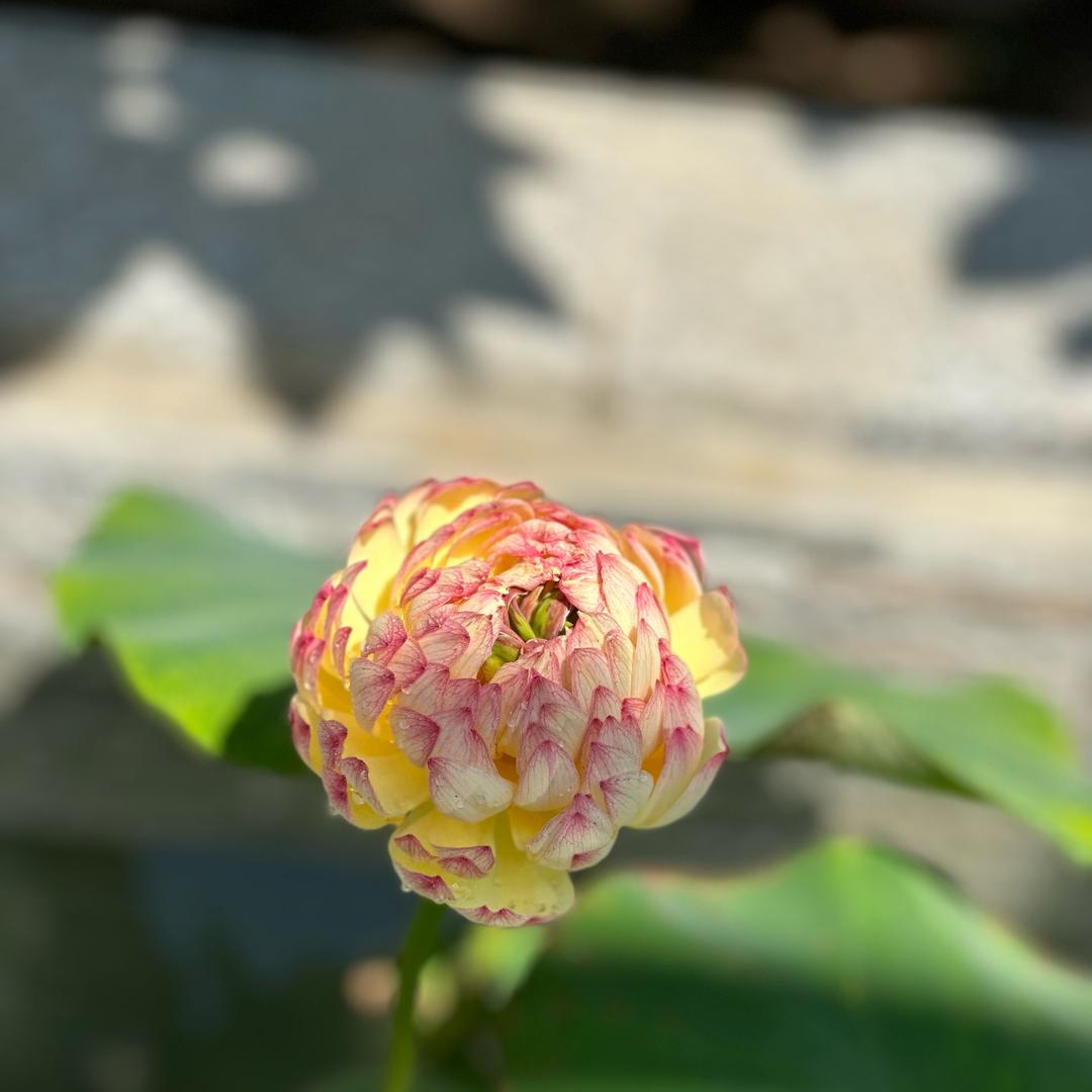 文文妈（晚7:16）