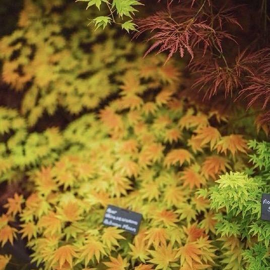 小米的枫树花园枫彩专卖店