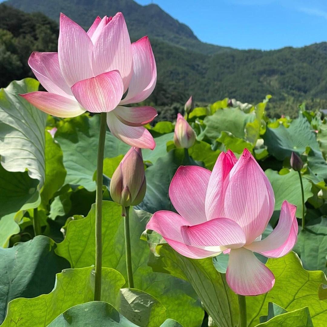 在衡山卖土特产的思思