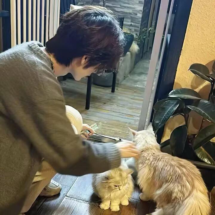 屋顶的猫